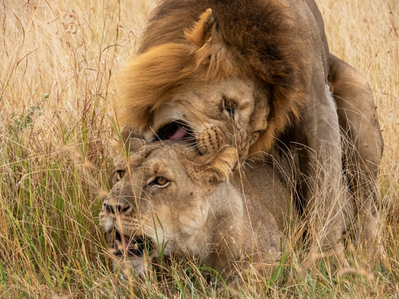 Two lions resting in grassland