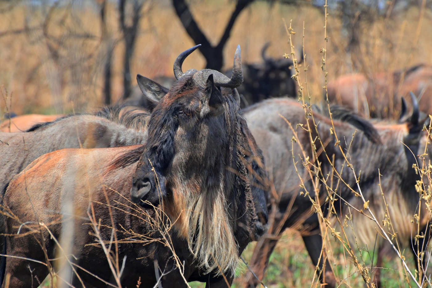 Serengeti wildlife