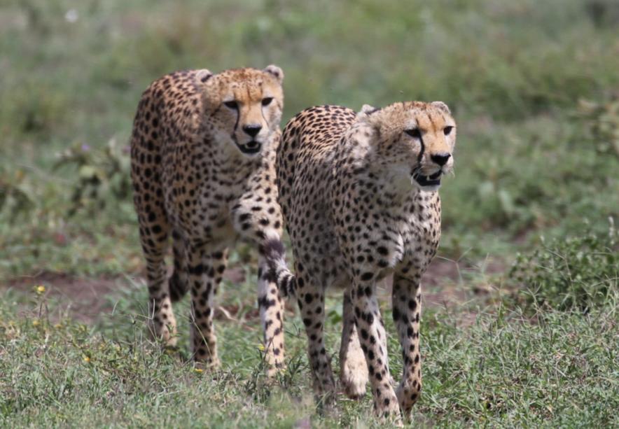 Focused movement of wild cheetahs moving across open ground