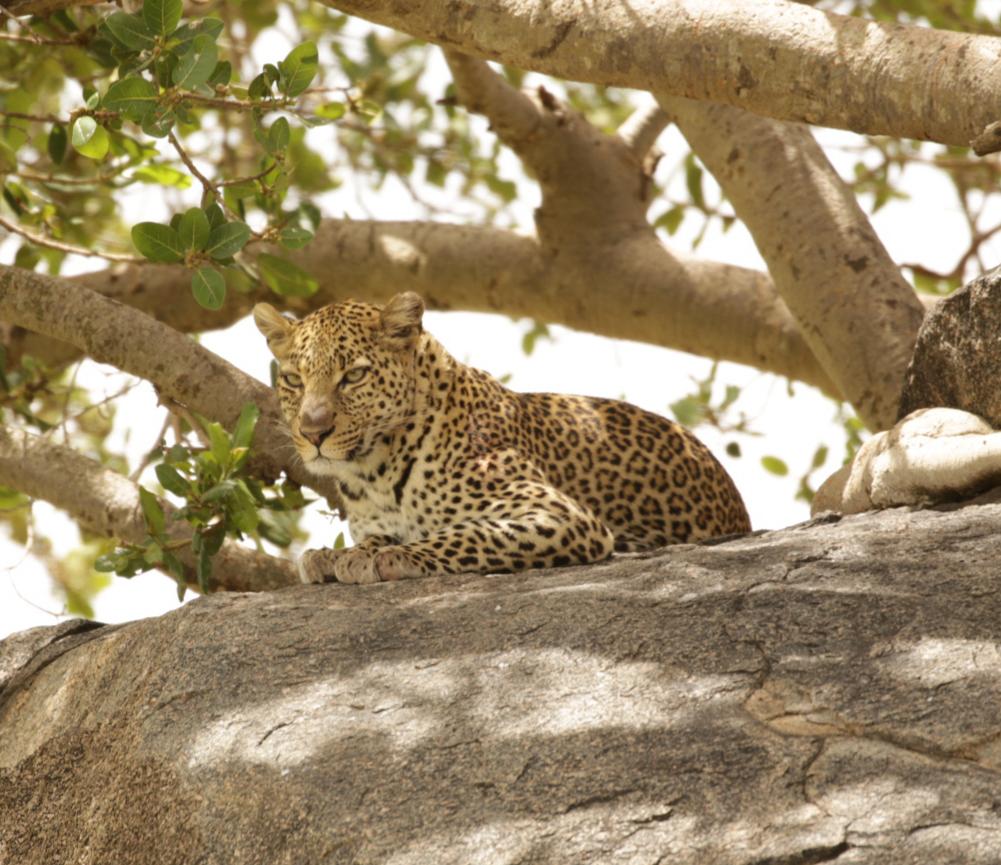Leopard resting comfortably high above the ground