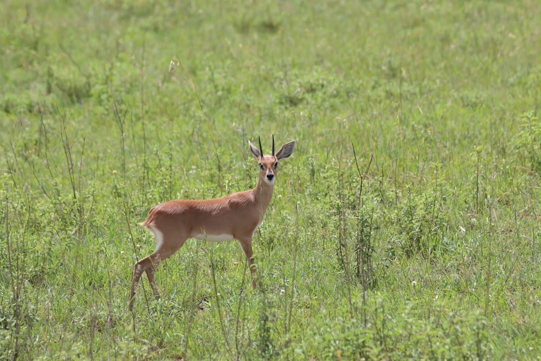 Antelope in Tanzania grassland