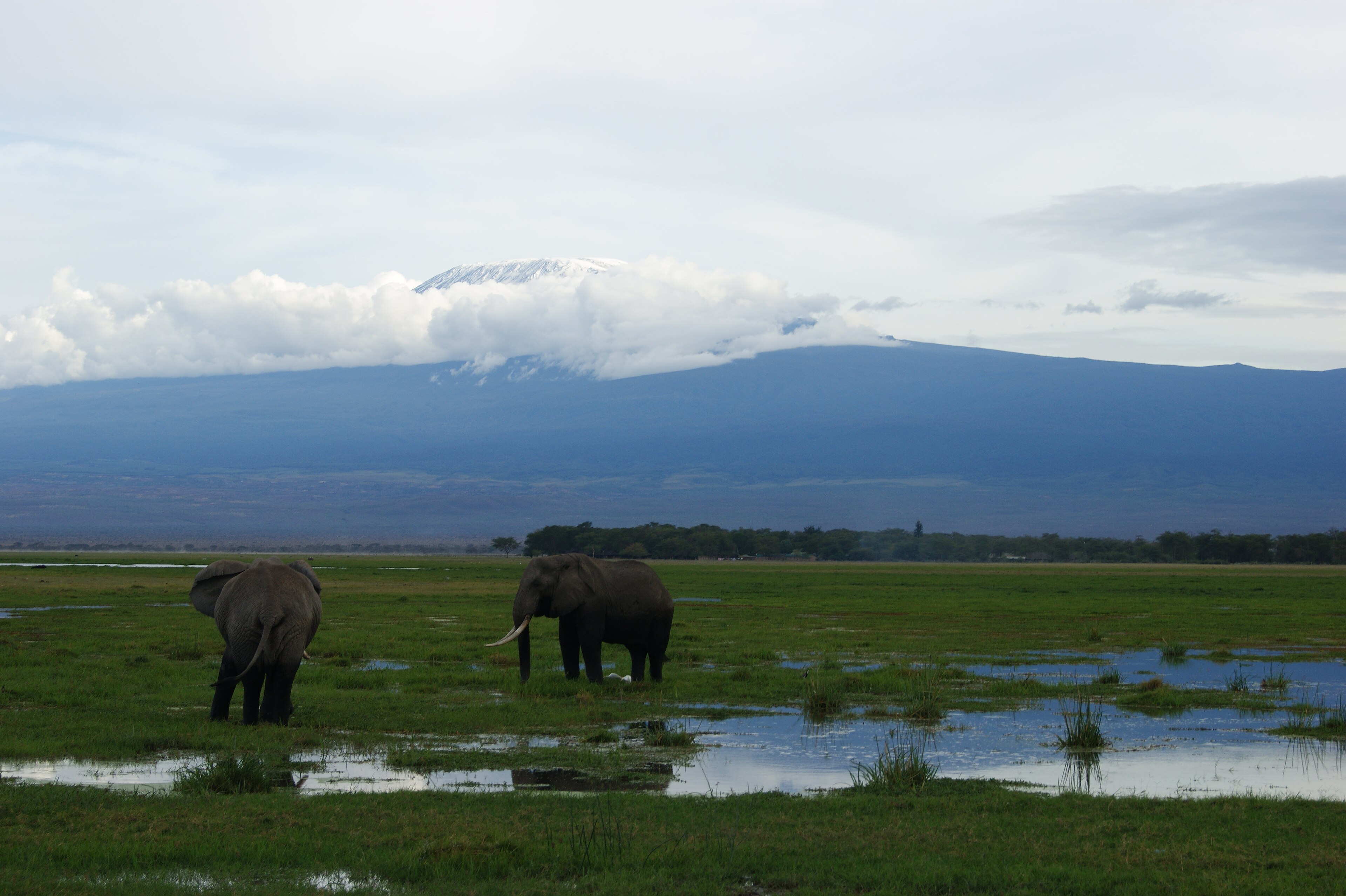 Mount Kilimanjaro beyond open grassland