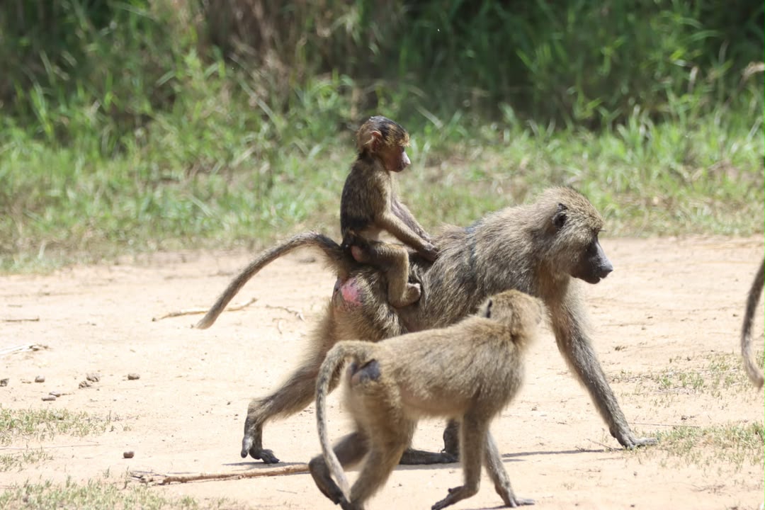 Monkeys in their natural habitat